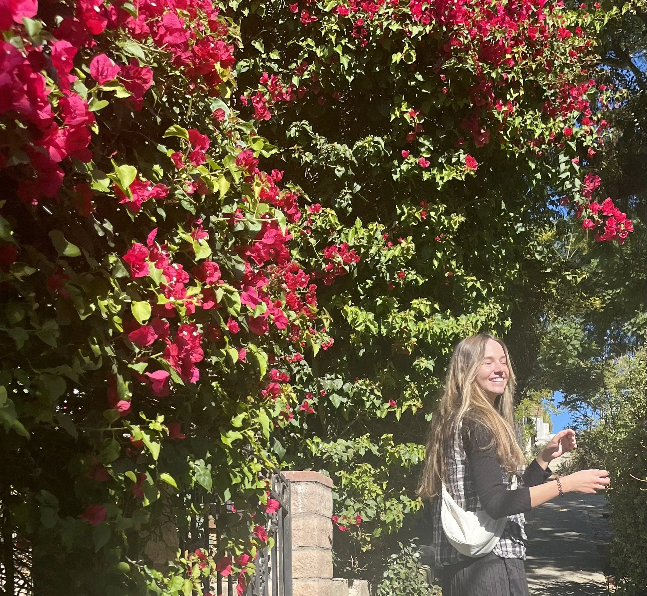Pink flowers by garden wall